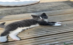 Mixed Breed cats for sale: Lovely Kitten for sale only 50£  - Image 16