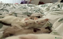 Ragdoll cats for sale: 8 ragdoll kittens, flame point, seal & blue point - Image 25