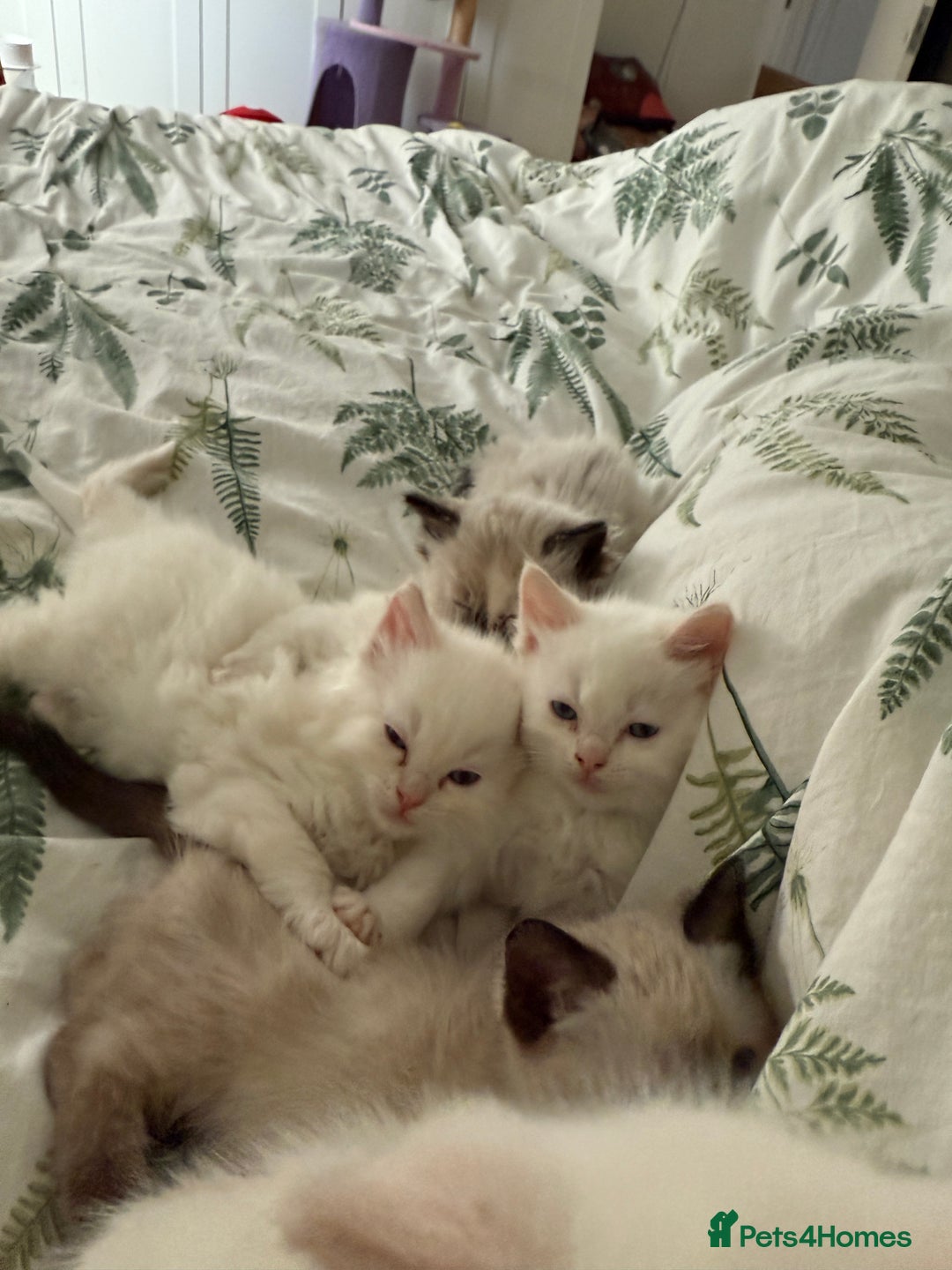 Ragdoll cats for sale: 8 ragdoll kittens, flame point, seal & blue point - Image 25