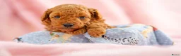 Toy Poodle dogs for sale: 🐶🐾Toy Poodle Puppies 🐾🐶 in Tunbridge Wells - Advert 18