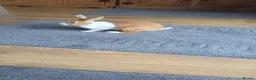 Dutch rabbits for sale: WANTED!!!! - Advert 1