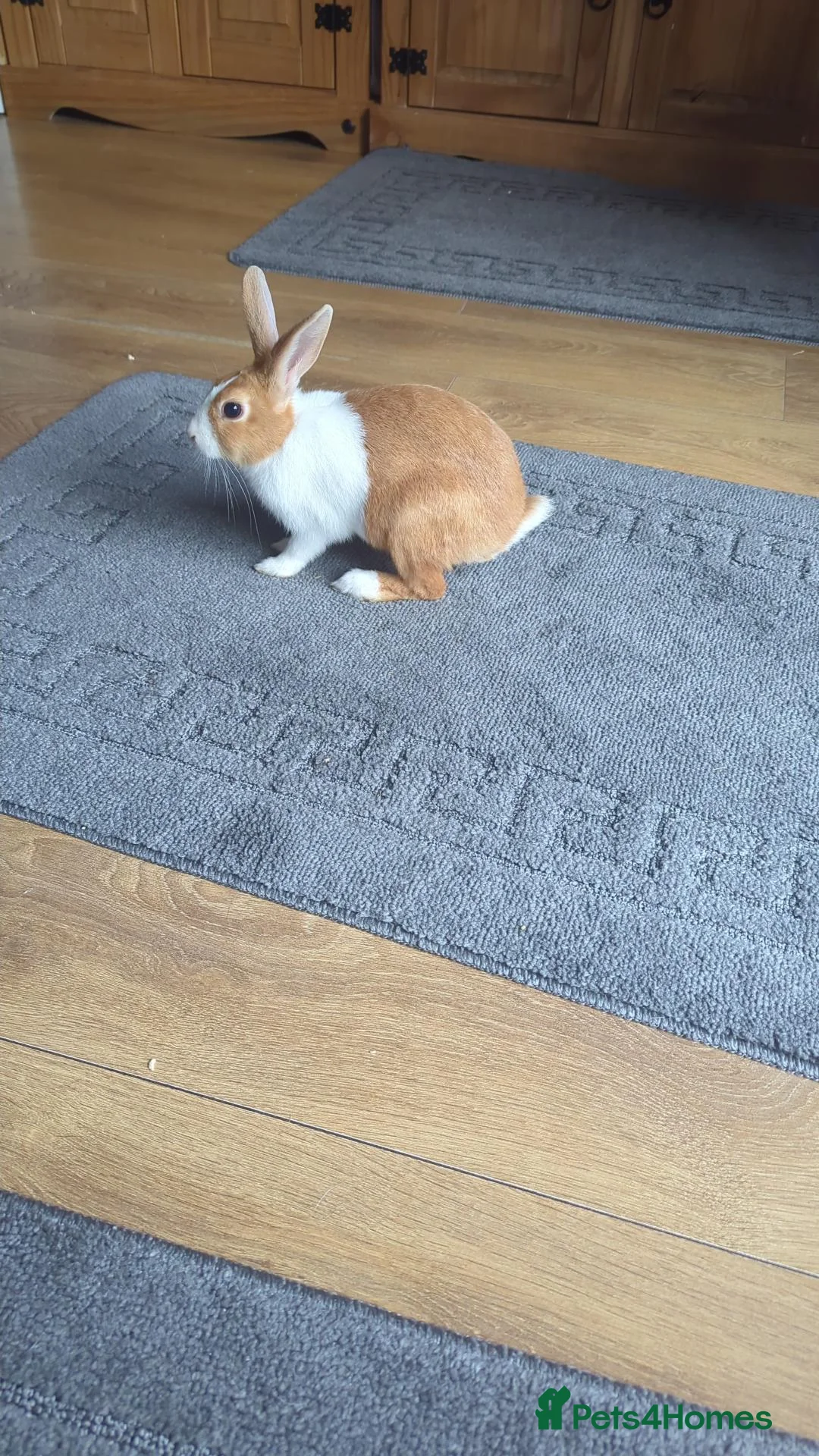 Dutch rabbits for sale: WANTED!!!! - Advert 1