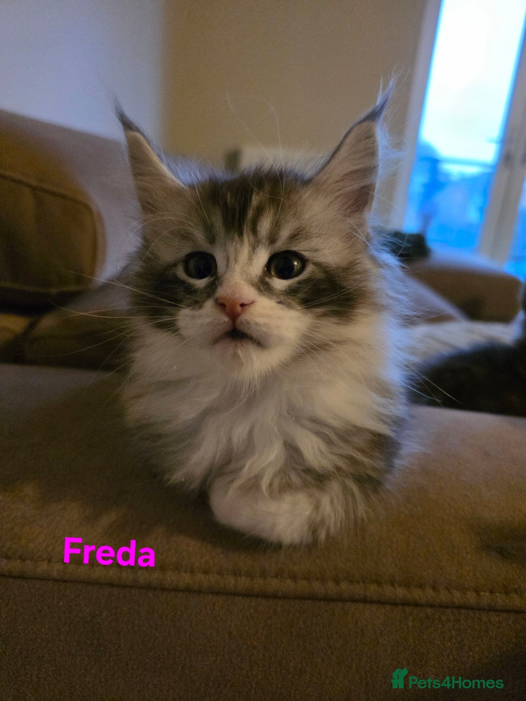 Maine Coon cats for sale: Rare Pure Breed Mainecoon Kitten - Advert 15