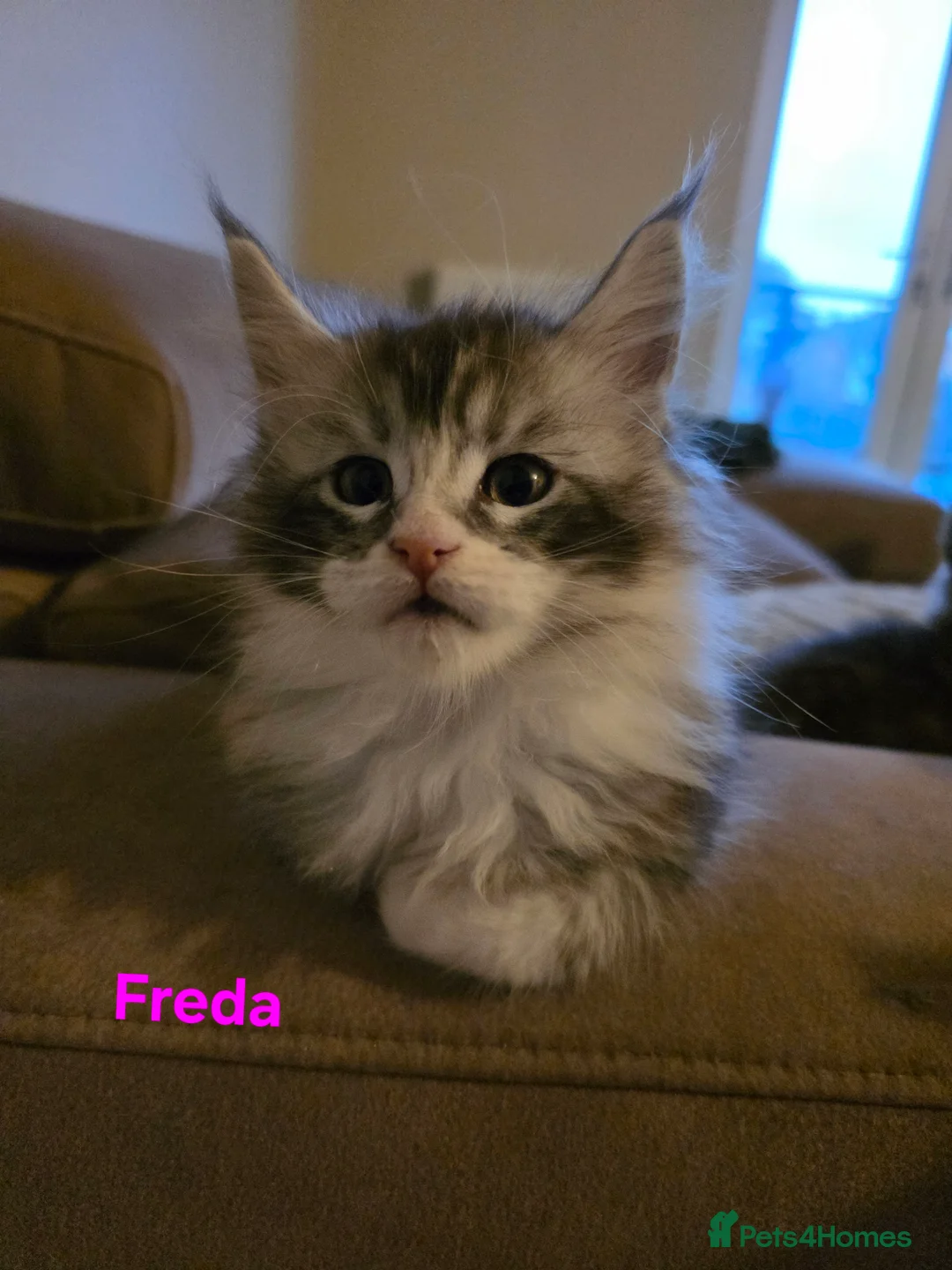 Maine Coon cats for sale: Rare Pure Breed Mainecoon Kitten - Advert 15