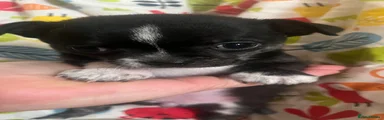 Chihuahua 3