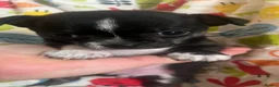 Chihuahua dogs for sale: Three beautiful black & white chihuahuas  in Bootle - Advert 4