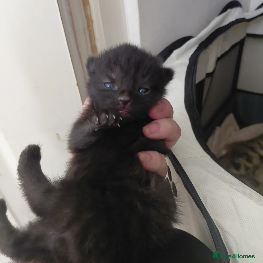 Mixed Breed cats for sale: 2 fluffy kittens - Advert 8