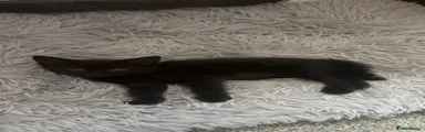Domestic Shorthair 1