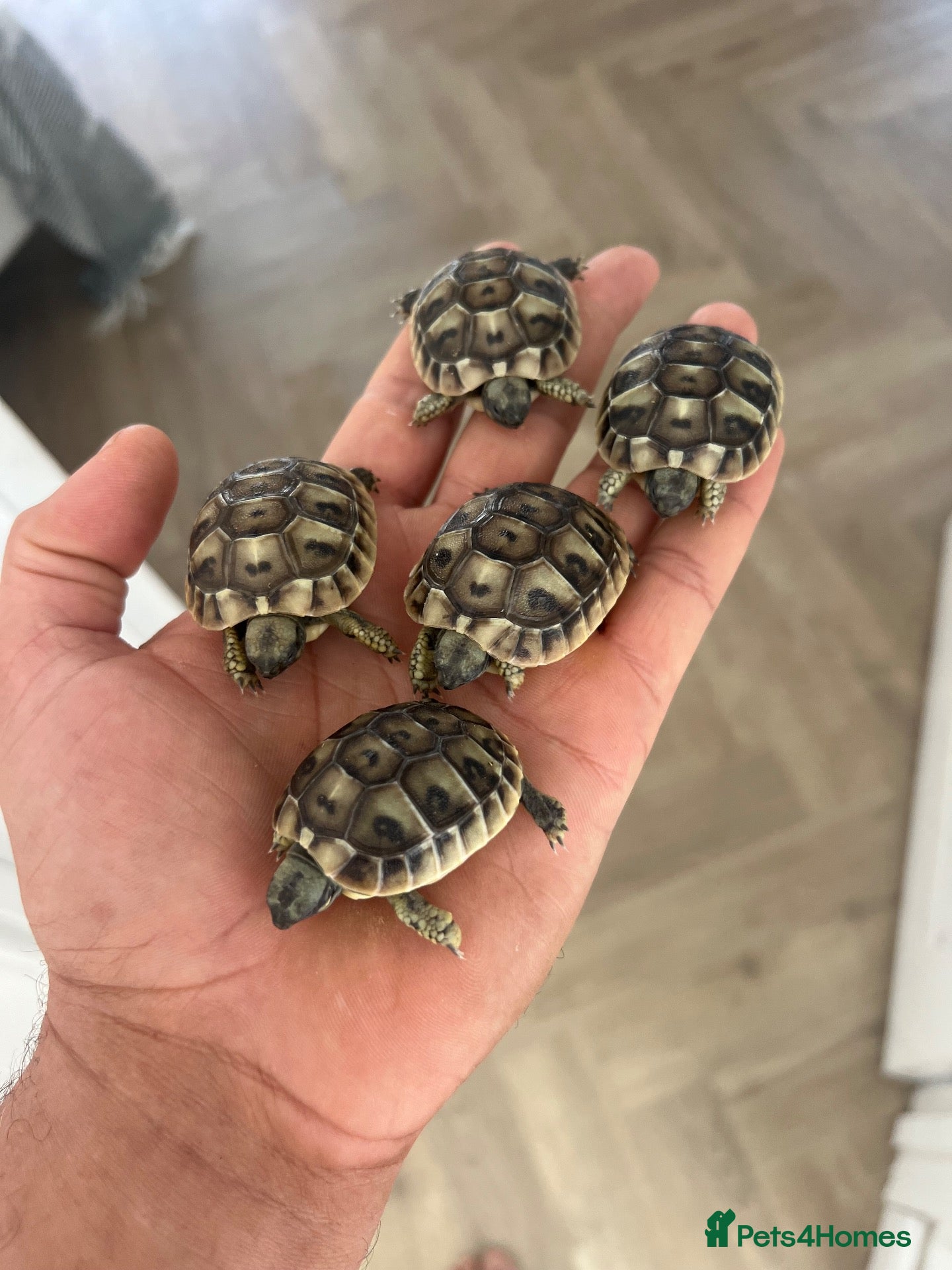 Tortoise reptiles Uk Bred Dalmatian Hermann tortoise - Advert 1