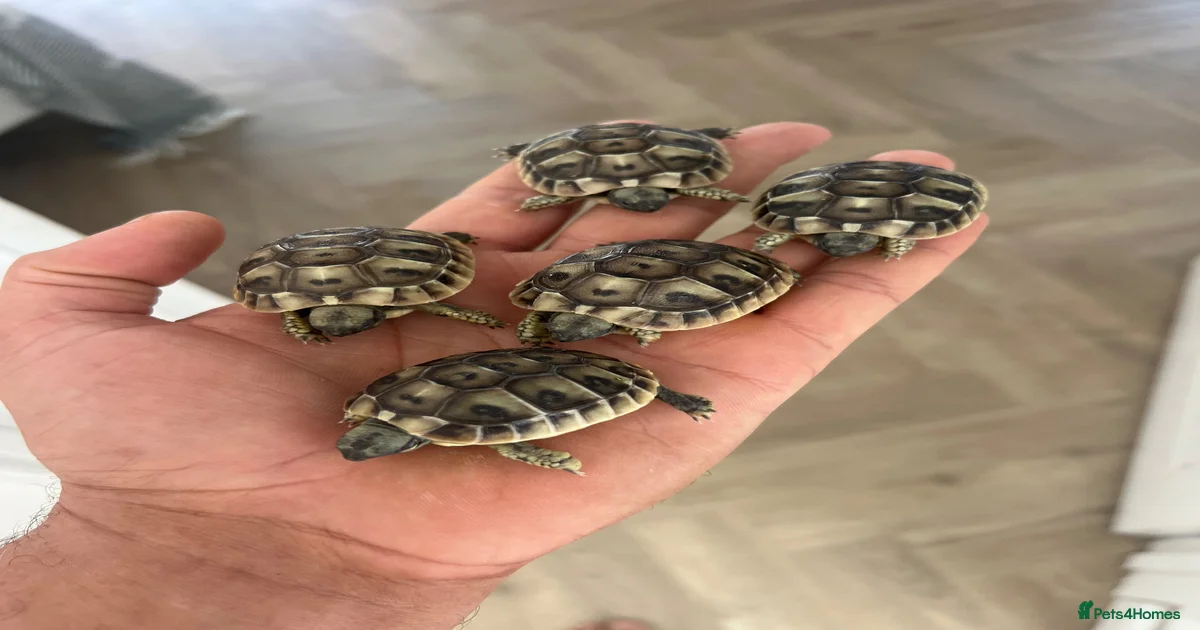 Tortoise Tortoise Reptiles for sale | Pets4Homes