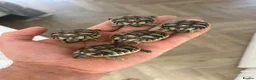 Tortoise reptiles for sale: Uk Bred Dalmatian Hermann tortoise - Advert 1