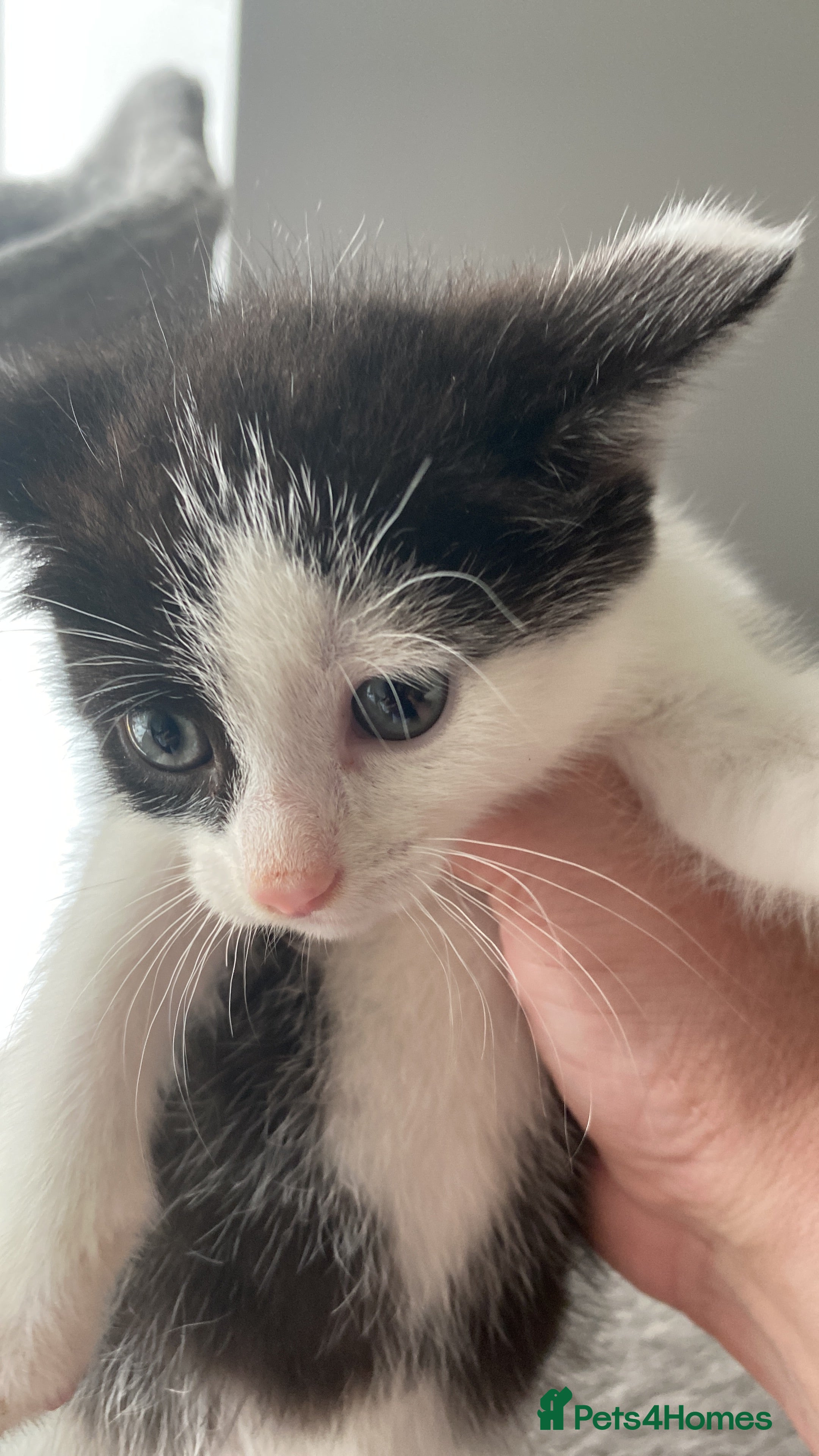 Mixed Breed cats Kittens - Advert 2