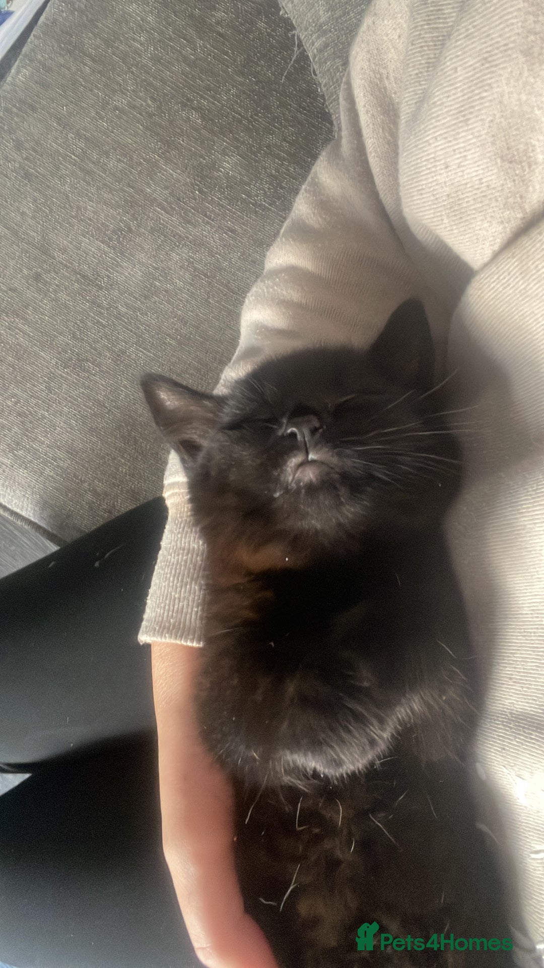 European cats for sale: Fluffy Kittens  - Image 5