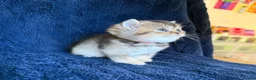 Scottish Fold cats for sale: Beautiful Scottish Fold & Straight Kittens - Advert 20