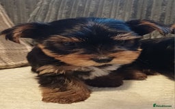 Yorkshire Terrier dogs for sale: Gorgeous puppies❤️❤️🩵🩵 - Advert 9