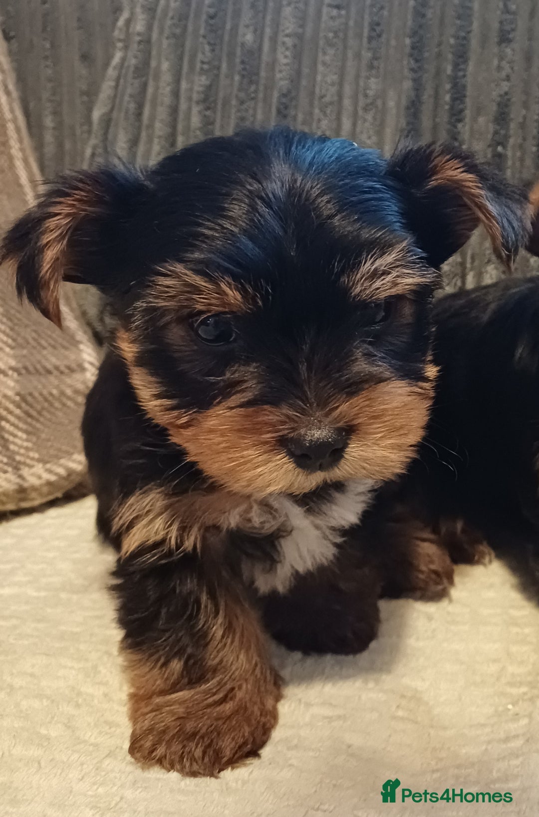 Yorkshire Terrier dogs for sale: Gorgeous puppies❤️❤️🩵🩵 - Advert 9