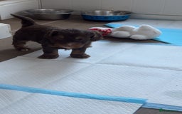 Cockapoo dogs for sale: Cockerpoos  - Image 2