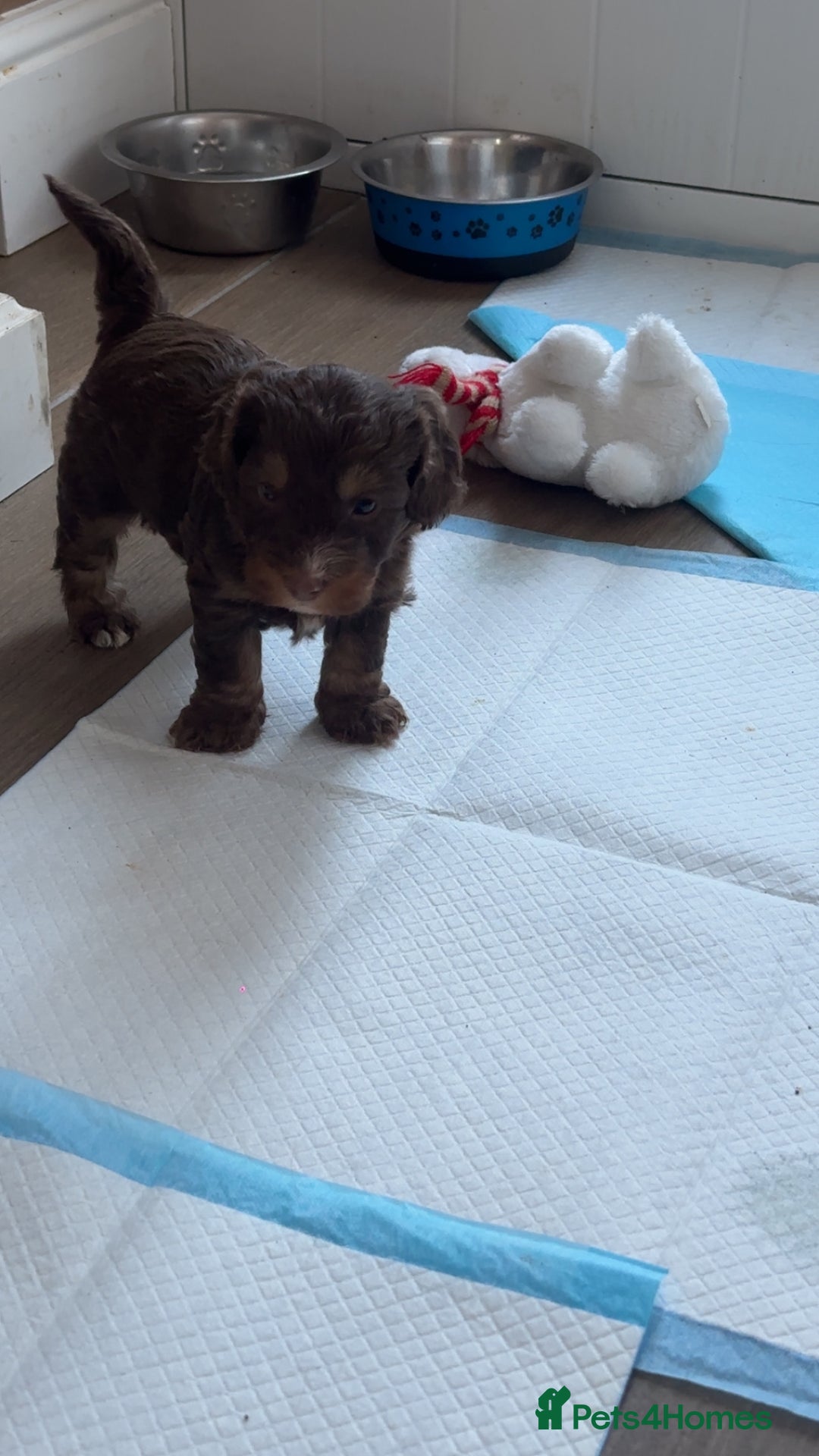 Cockapoo dogs for sale: Cockerpoos  - Image 2