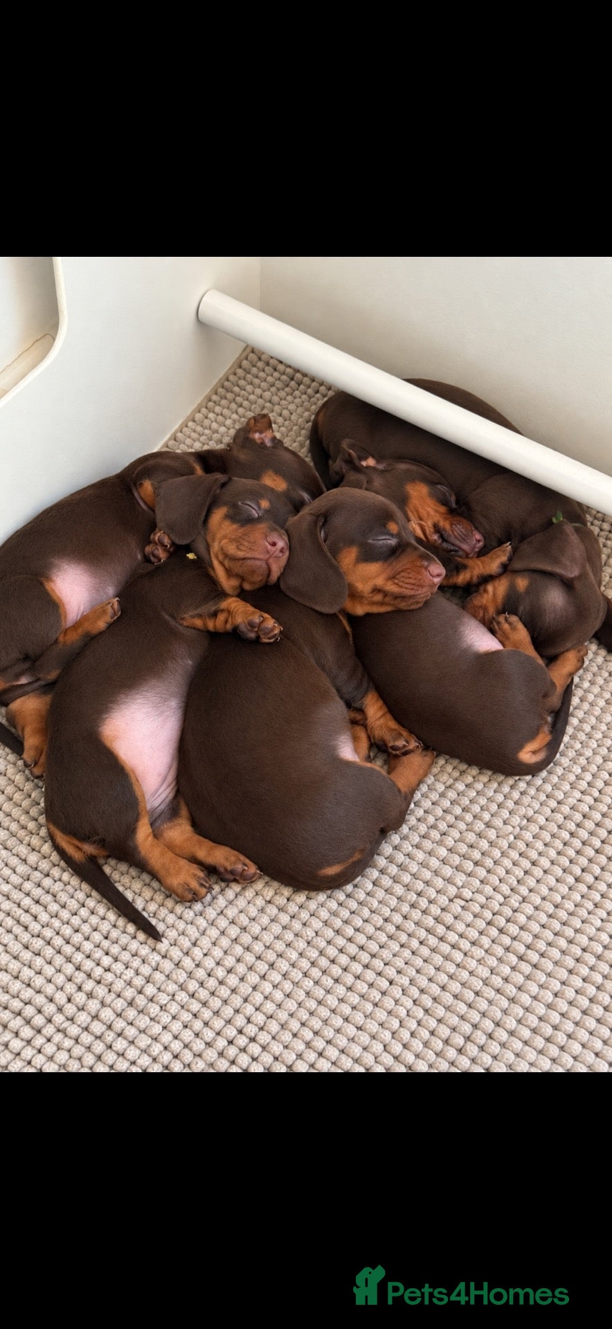 Miniature Dachshund dogs Our Therapy Dog Winnie had had 5 beauties  - Advert 2