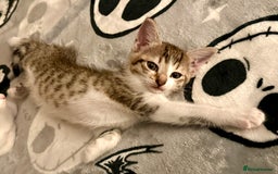 Mixed Breed cats for sale: 4 gorgeous tabby kittens - Image 15