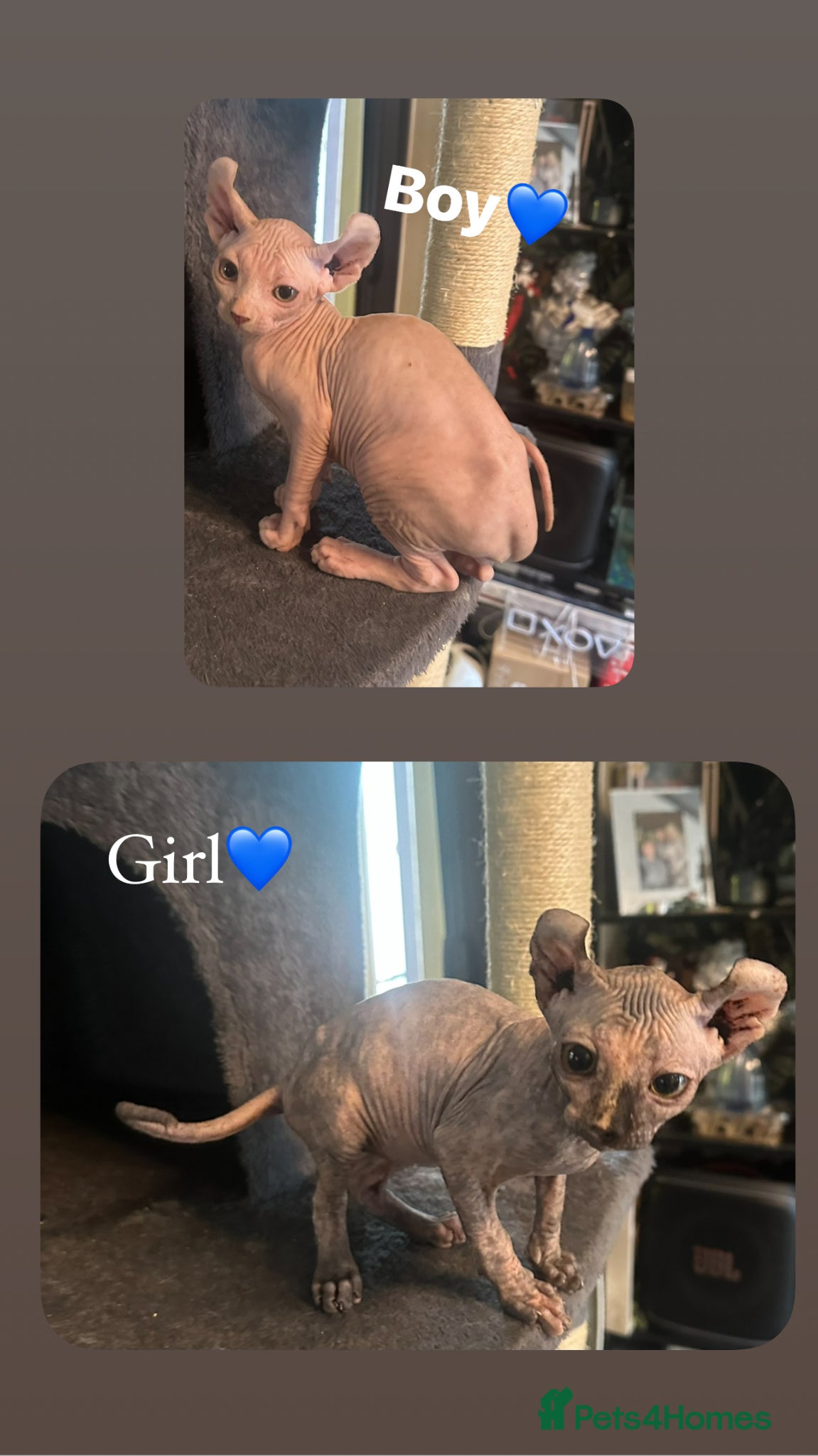 Sphynx cats Only 2 left!!  Canadian Sphynx 💛 - Advert 11