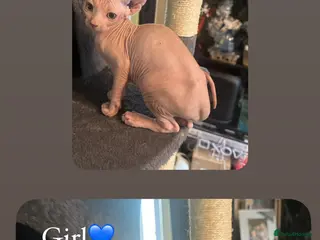 Sphynx cats Only 2 left!! Canadian Sphynx 💛 - Advert 11