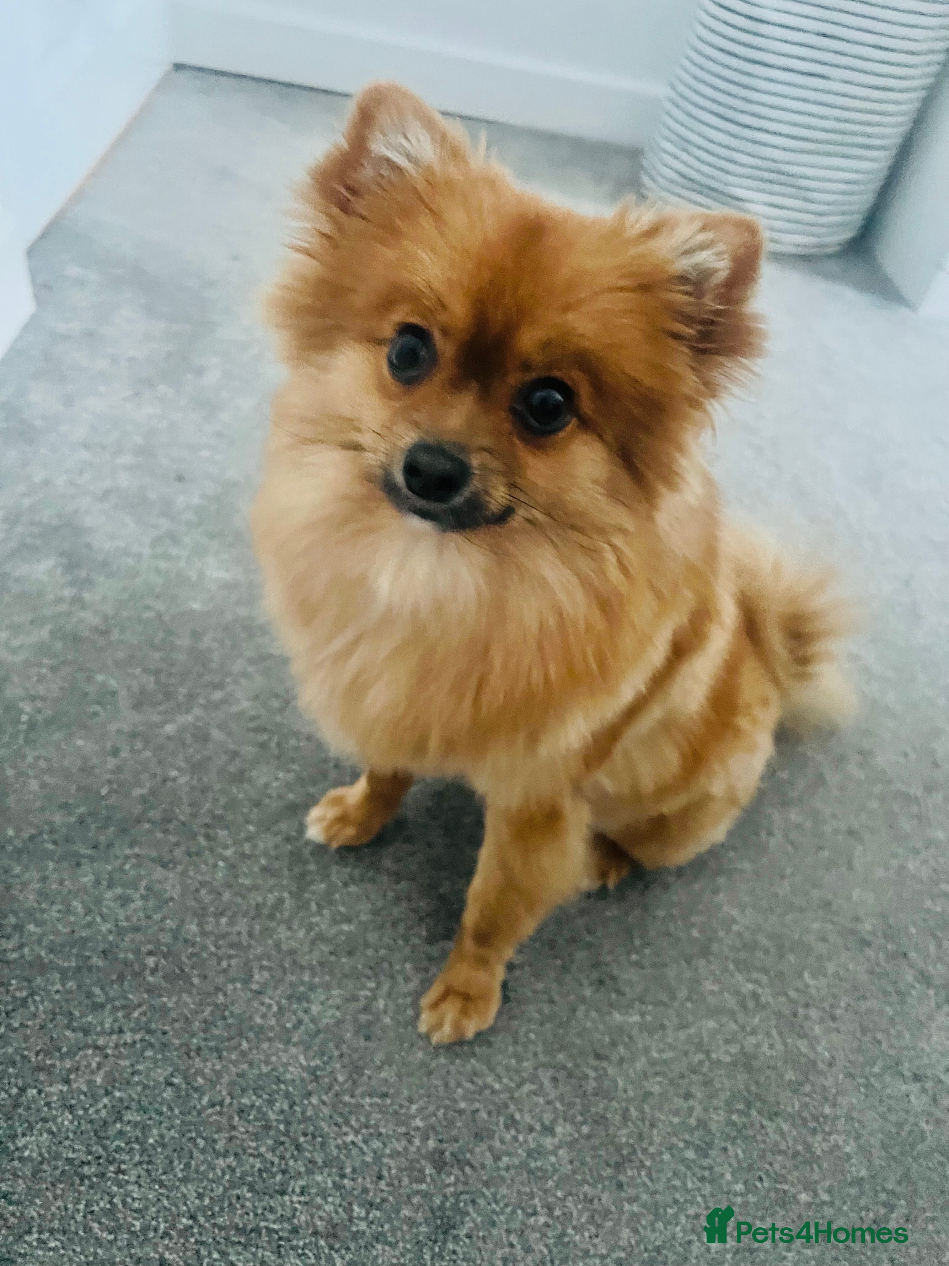Pomeranian dogs Sweet orange sable Pom girl - 10 months old - Advert 1
