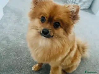 Pomeranian dogs Sweet orange sable Pom girl - 10 months old - Advert 1