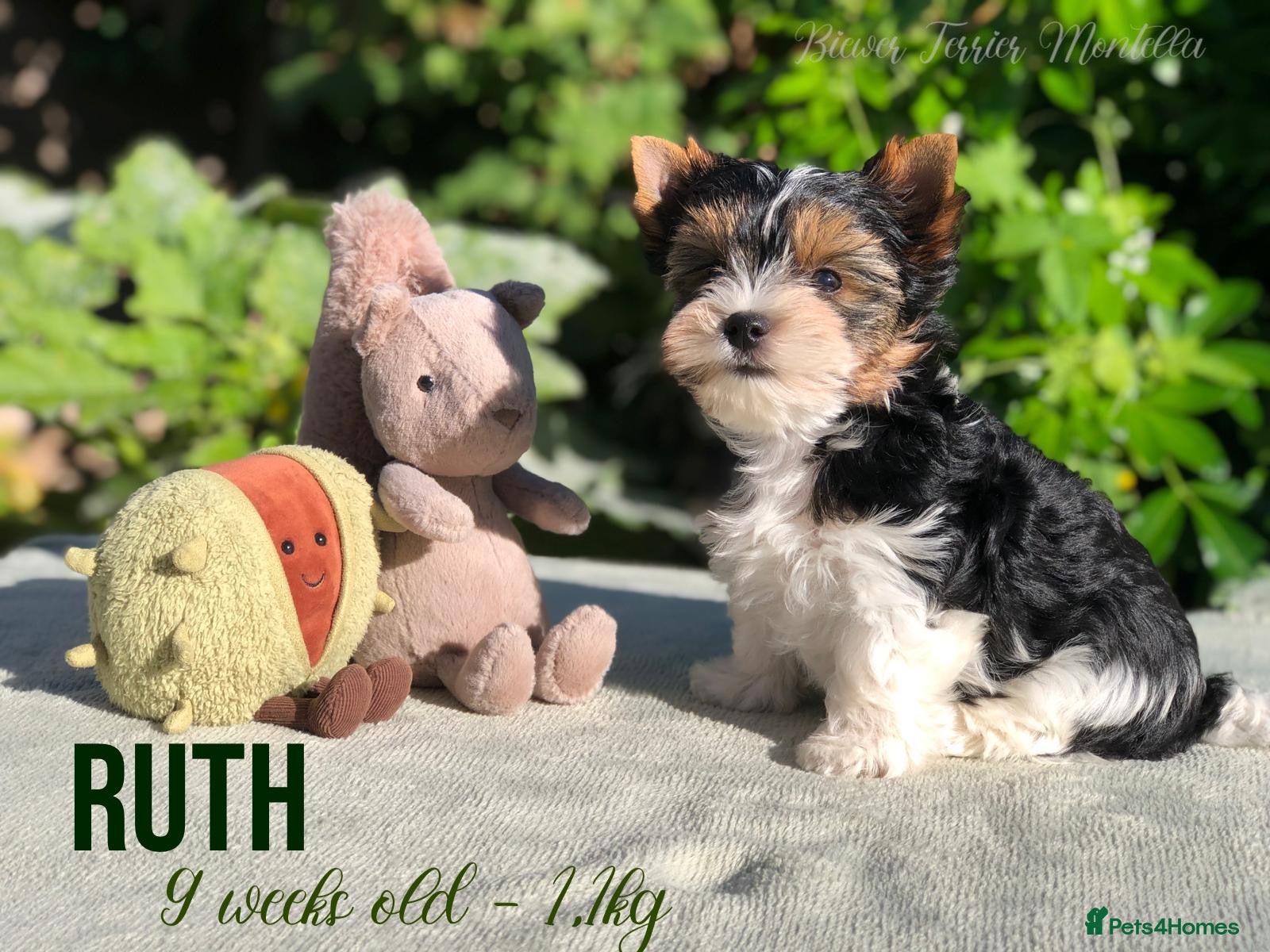 Yorkshire Terrier dogs Three Biewer Terriers LEFT! - Advert 1
