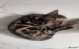 Bengal cats for sale: 🏡Stunning Tica registered Bengal Kittens  🐾 - Image 31