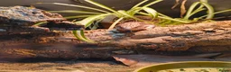Skink reptiles for sale: Blue tongue skink  with 4x2x2 set up  in Stoke-on-Trent - Advert 7