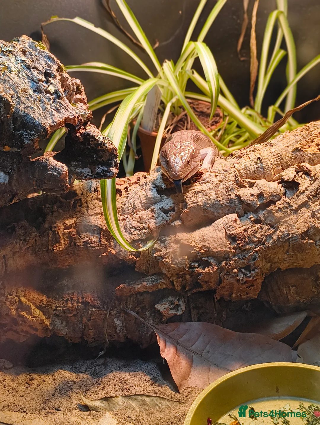 Skink reptiles for sale: Blue tongue skink  with 4x2x2 set up  in Stoke-on-Trent - Advert 7