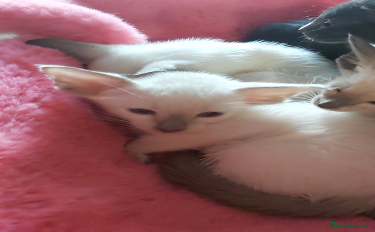 Oriental cats - Advert 2