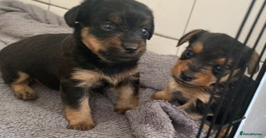 Mixed Breed dogs - Advert 11
