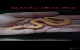 Snake reptiles for sale: Western Hognose Snakes  - Image 6