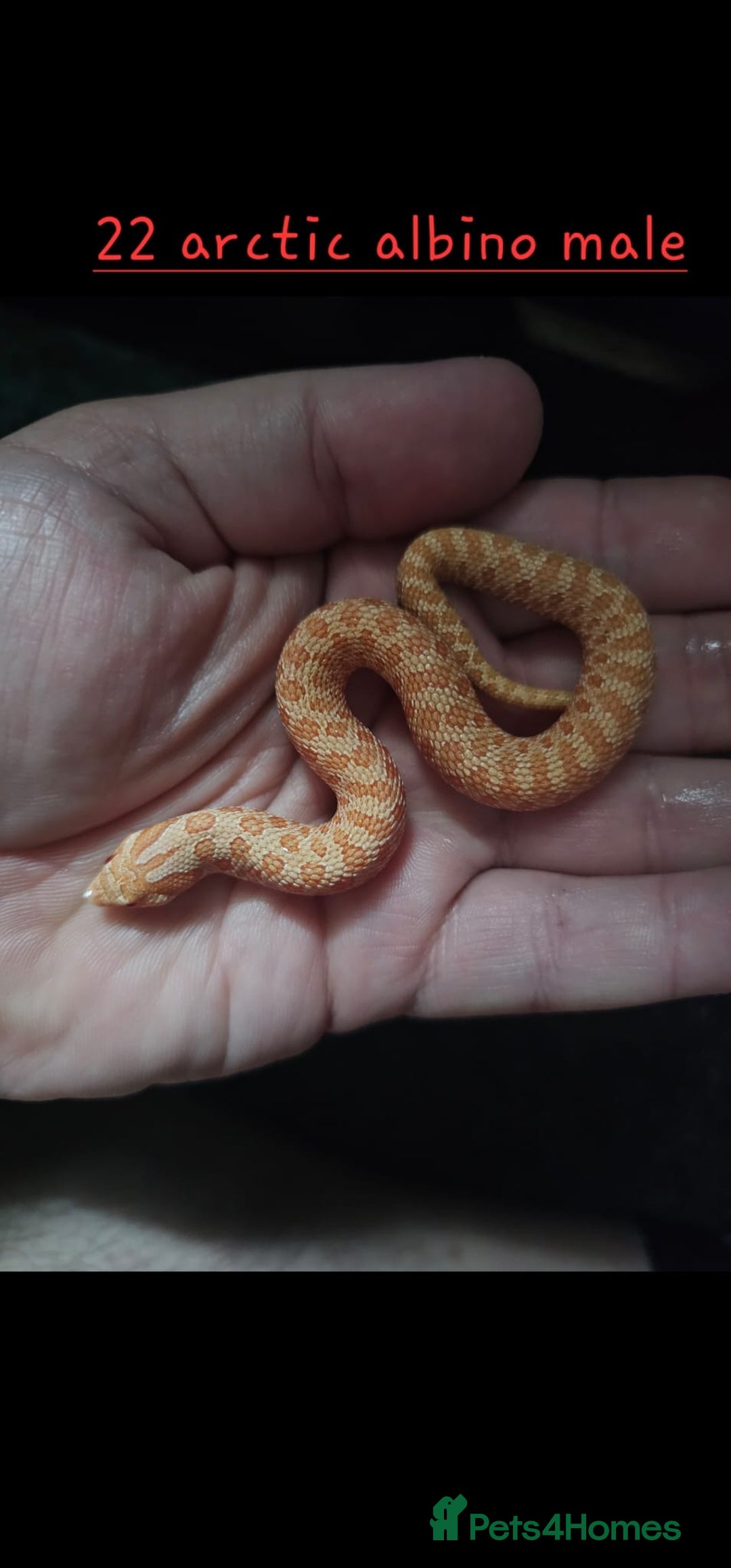 Snake reptiles for sale: Western Hognose Snakes  - Image 6