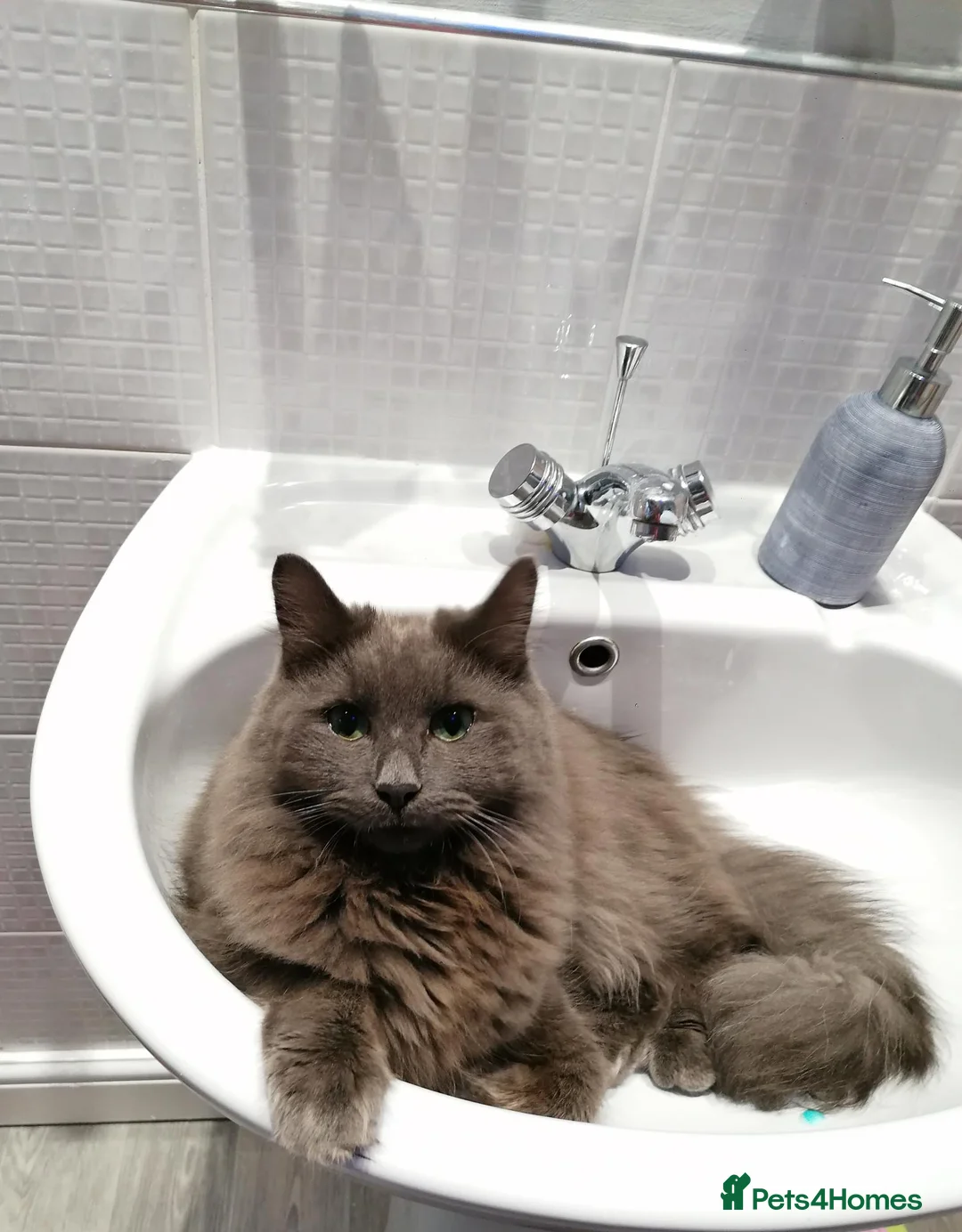 Mixed Breed cats for sale: 2 Ragdoll x brothers - Advert 7