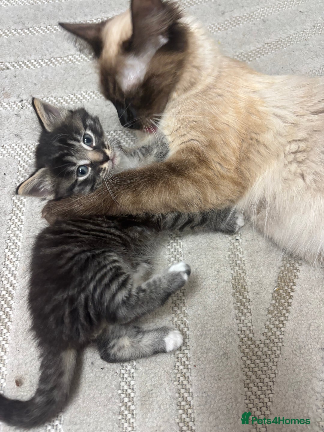 Siamese cats for sale: Beautiful Fluffy Siamese-Tabby Mix Kittens  - Image 3