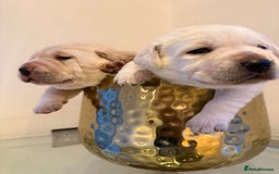 Labrador Retriever dogs for sale: Labrador retriever puppies  - Advert 6