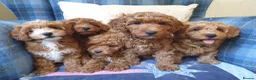 Coton De Tulear dogs for sale: F1bb Cotonoodle from heath tested parents - Advert 6