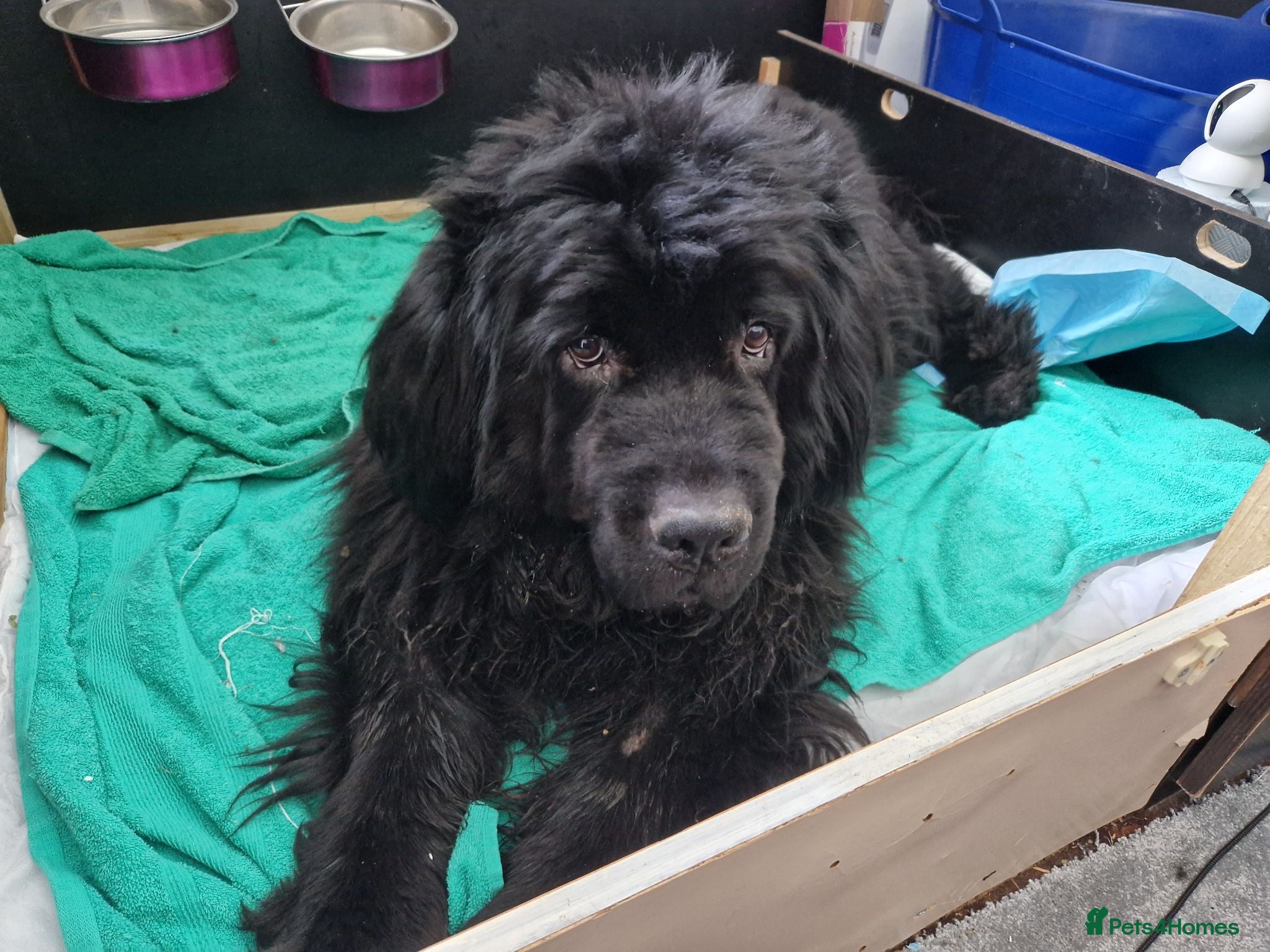 Newfoundland dogs KC Registered Black Newfoundland Puppies  - Advert 4