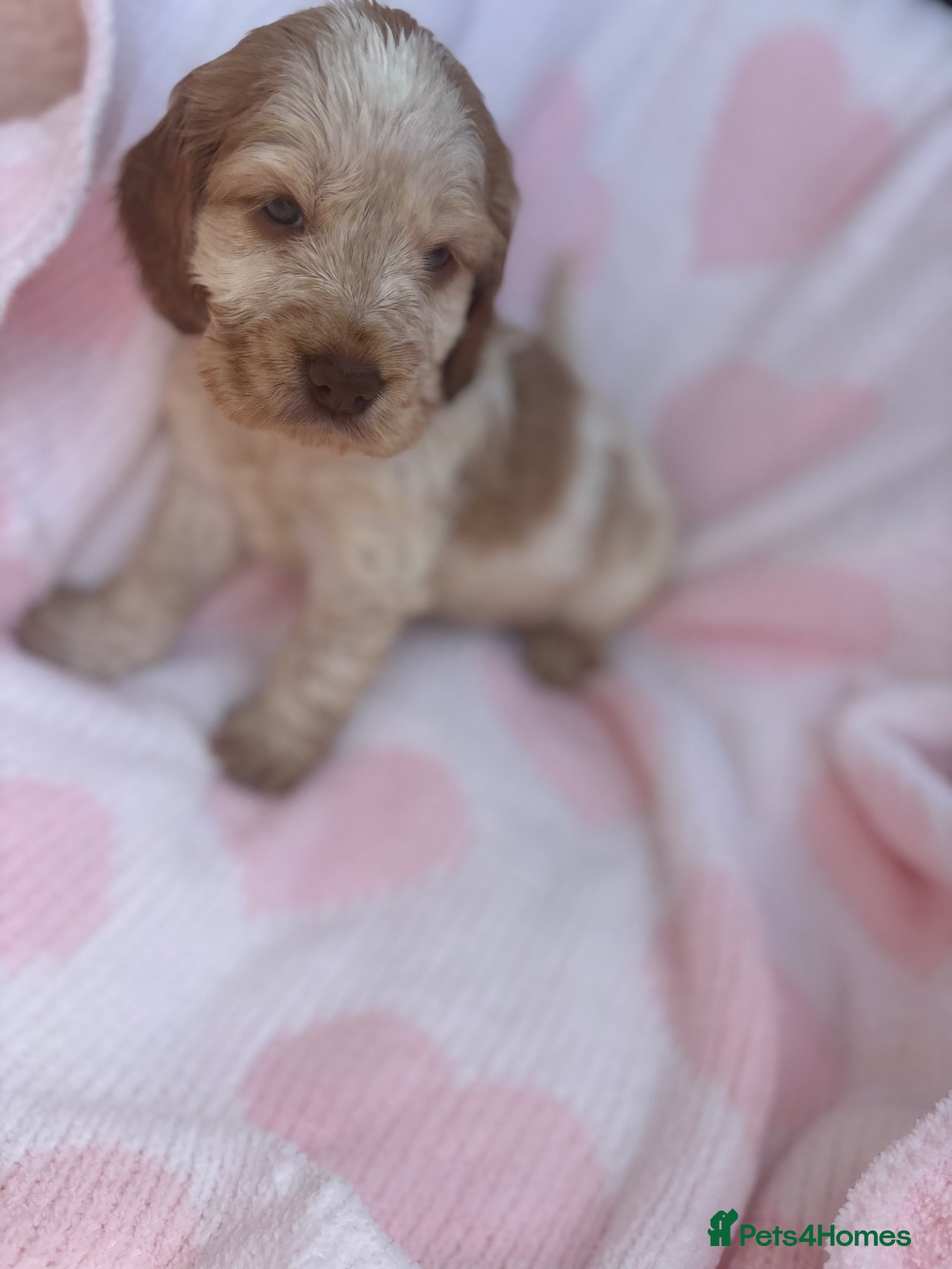 Cocker Spaniel dogs Show Type girl and boy  - Advert 14