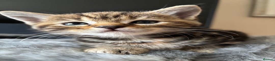Maine Coon Kitten 6
