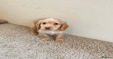 Cocker Spaniel dogs Kc registered DNA health tested cocker spaniel - Advert 13