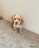 Cocker Spaniel dogs Kc registered DNA health tested cocker spaniel - Advert 13