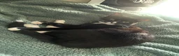 British Shorthair cats for sale: Two 1 Year old Tuxedo Cats - Advert 8