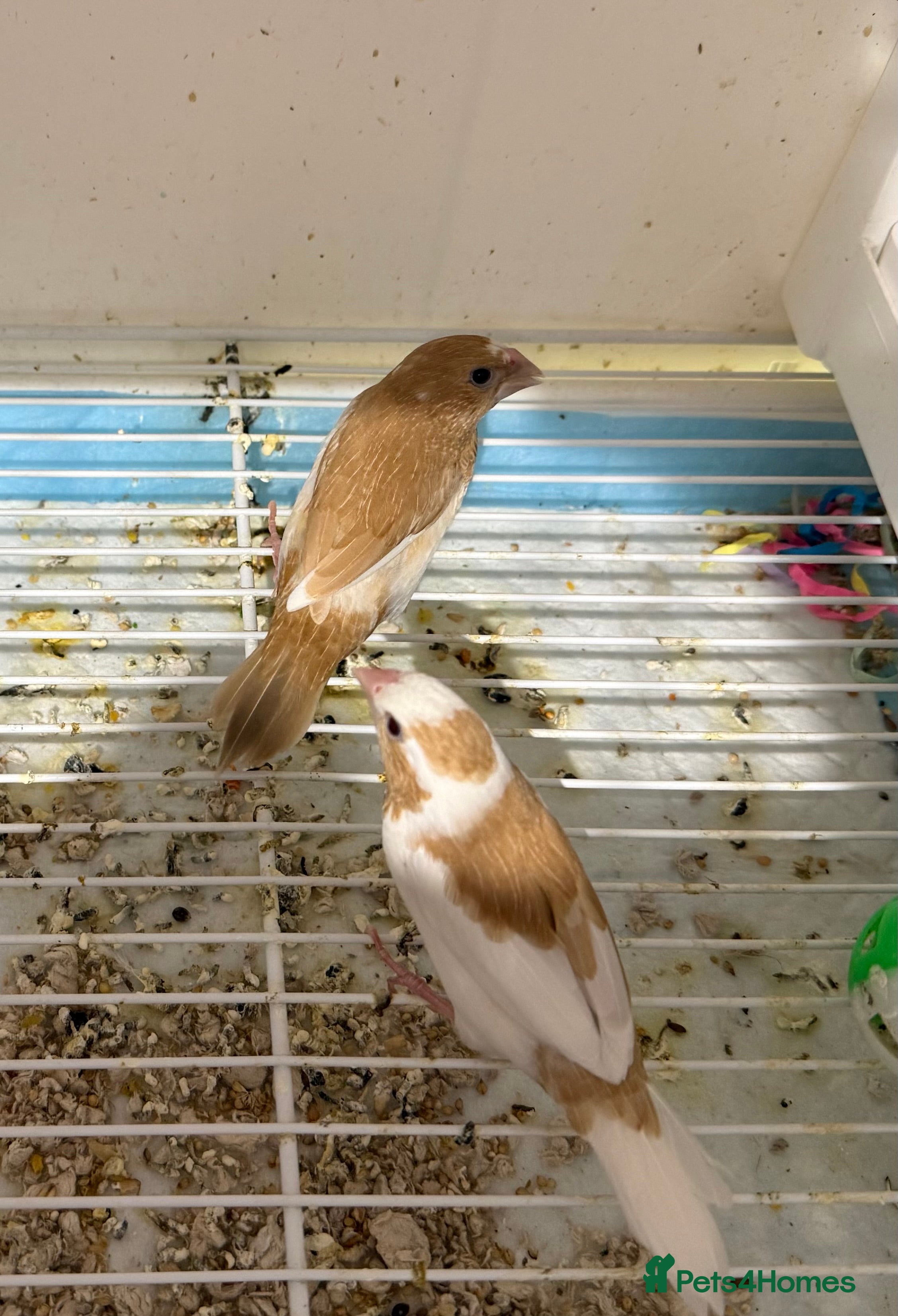 Finches birds Young Bangelese finches for sale  - Advert 4