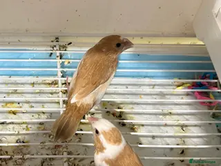 Finches birds Young Bangelese finches for sale - Advert 4