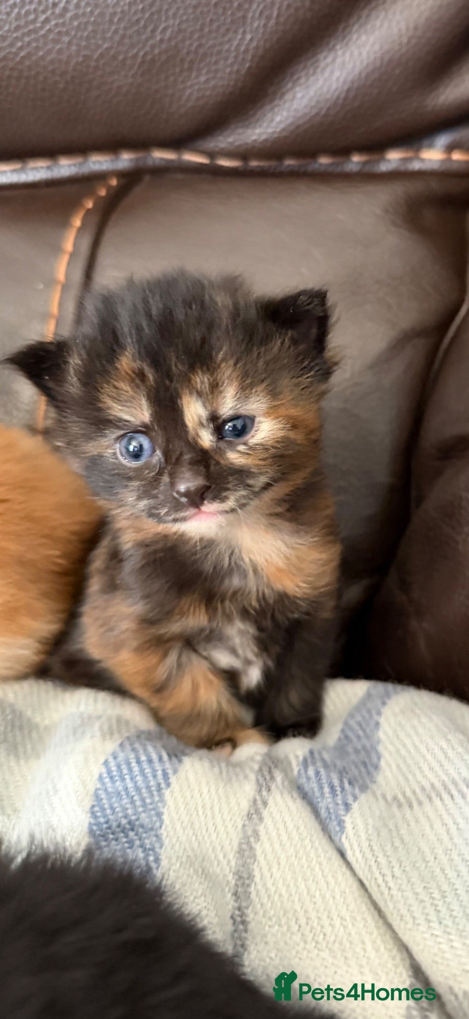 Mixed Breed cats Kittens for sale - Advert 1