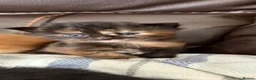Mixed Breed cats for sale: Kittens for sale in Watchet - Advert 1
